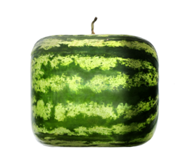 Square or cubic watermelon isolated with great depth of field.