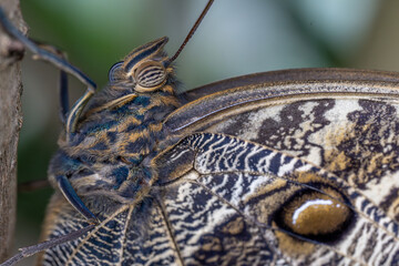 Papillon Morpho Bleu (MORPHOBHELENOR) Amérique centrale