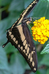 Papillon Papilio Thoas ou Grand voilier 