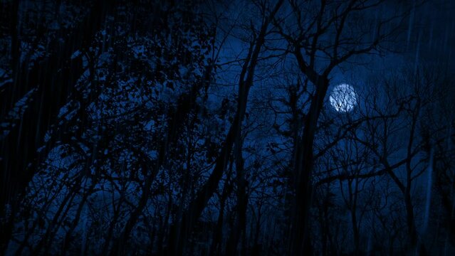 Rain And Lightning In The Forest Late At Night