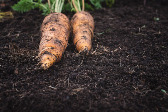 Fresh Organic Carrot Lies On The Ground. Harvest Concept. Agriculture Farm Food. Growing Organic Berries And Vegetables.