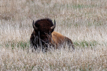 Fototapeta na wymiar American bison, also known as buffalo, laying down in a grass field in the Grand Teton National Park during spring. 