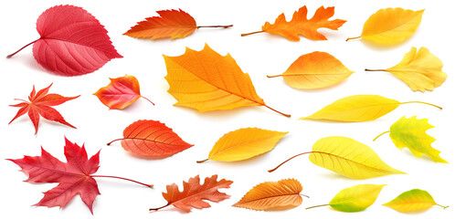 Set of autumn leaves of different colors isolated on white - Powered by Adobe