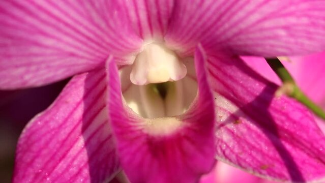 Beautiful pink orchid flower with pink middle of flower close-up in macro shooting Background. There was slight wind blowing. Orchids are classified as monocots in orchid family (Orchidaceae).