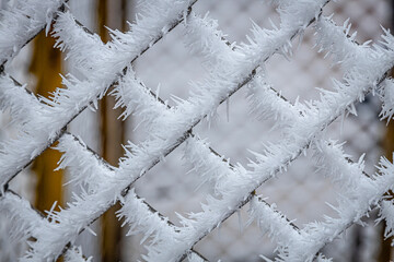 Pine trees branches covered with snow frost. Perfect wintry wallpapers magical nature photography.