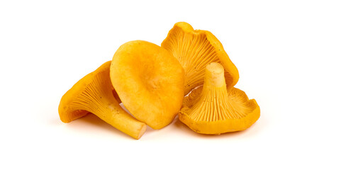 Chanterelle or girolle mushrooms, Cantharellus cibarius, Isolated on white background.