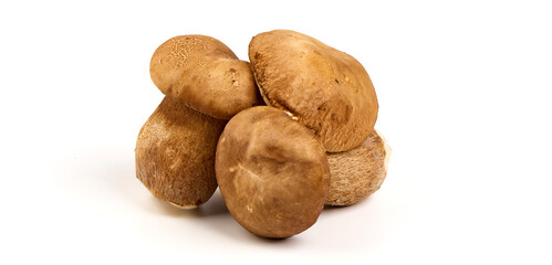 Fototapeta premium Forest mushrooms - Boletus edulis, isolated on white background.