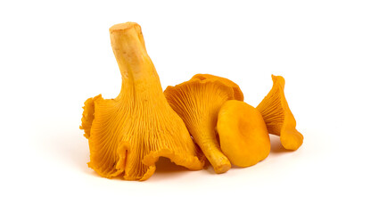 Raw fresh chanterelles mushrooms, isolated on white background.