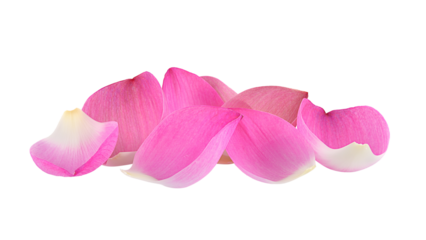 Closeup on lotus petal on transparent png