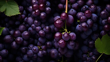 bunch of dark grapes with leaves, close-up, macro