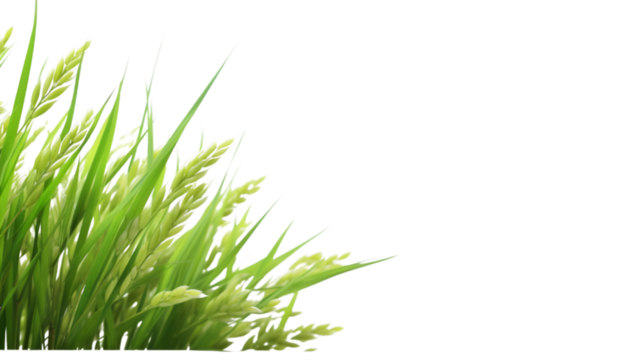 rice plant on transparent background for advertising.
