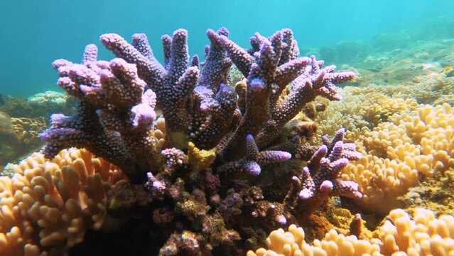 still view of underwater blue lavender finger branching Staghorn coral surround with leather corals on the bottom with shining from sunlight hue ray reflection light during day in Xiyupingyu Penghu