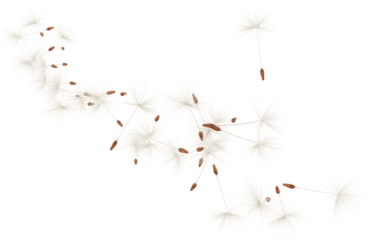 Fotobehang 3d render flying dandelion petals blown by wind © Arasigner