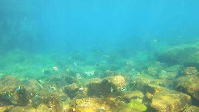 underwater view of bunch of parrotfish schooling and Scissortail Sergeant Abudefduf sexfasciatus Stripe tailed Damselfish with giant huge rock stones formation on the sea bed in Taiwan Asia at day