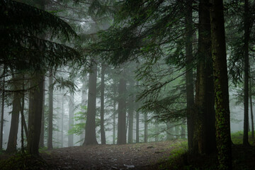 dense fog in the forest