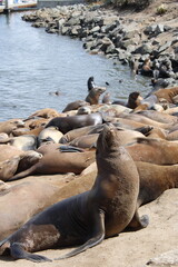 Posing Sea Lion in Monterey, California