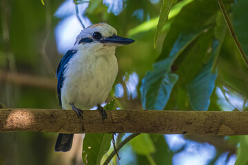 A wild Pacific Kingfisher perched in a tree in American Samoa.