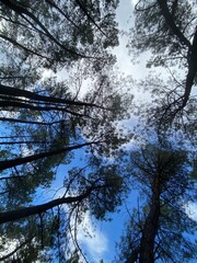 Las copas de los árboles de un bosque vistas desde el suelo
