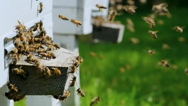 A lot of bees returning to bee hive and entering beehive with collected floral nectar and flower pollen. Swarm of bees collecting nectar from flowers.