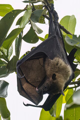 Wild Samoan Fruit Bat in the National Park of American Samoa on the island of Tutuila.