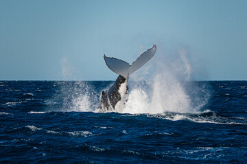 The tail of a Humpback Whale breaching near Sydney, NSW