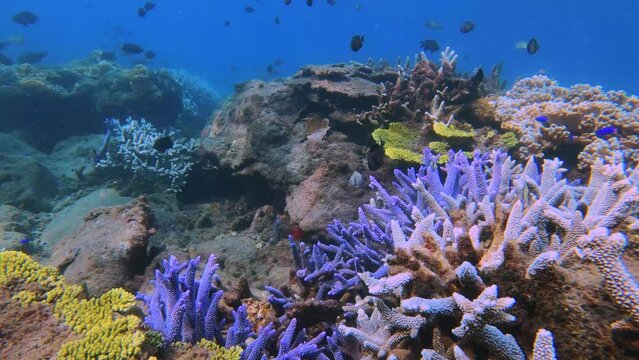 coral grave yard of massive bleached blue lavender finger branching Staghorn and green table corals covered with Coralline algae global warming with groups of dascyllus and blue Damselfish underwater