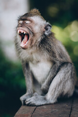 Close up shot of funny yawning monkey. Sitting macaque with open mouth in sacred monkey forest
