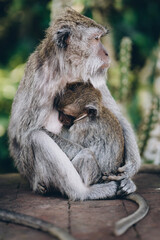 Close up shot of mother monkey hugging her baby. Macaque family cuddling photo in monkey forest sanctuary