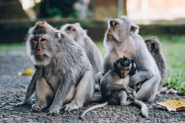 Close up shot of monkey group sitting on ground. Macaques family in sacred monkey forest