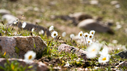 a glade of daisies among the stones