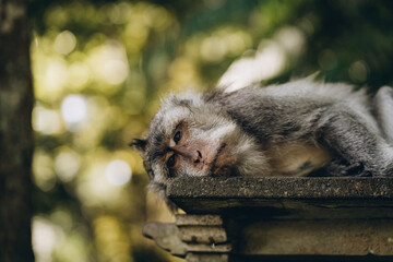 Close up shot of cute sleeping monkey on stone wall. Relaxed macaque on temple in sacred monkey forest