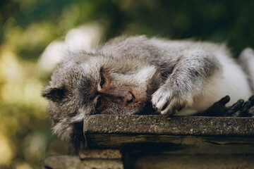 Close up shot of monkey admiring plant in monkey forest. Lying relaxed macaque in sacred monkey ubud sanctuary