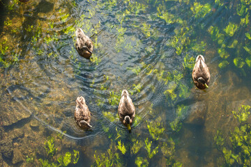 Ducks swimming in clear water. Top view.