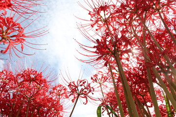 見上げる彼岸花