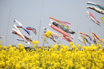 菜の花と鯉のぼり