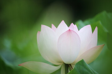 pink lotus flower