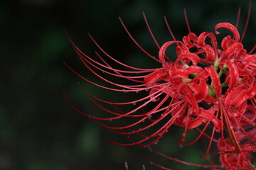 red and yellow flower