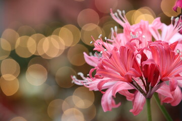 輝くダイヤモンドリリー