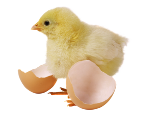 Newborn brown babies chicken standing on egg shells isolated
