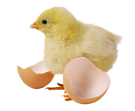 Newborn brown babies chicken standing on egg shells isolated