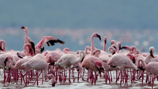 Flocks of Lesser flamingos at lake Bogoria