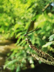 Dragonfly sits on a grass near water 
