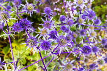 Vivid blue Eryngium or Sea Holly small flowers in garden setting.