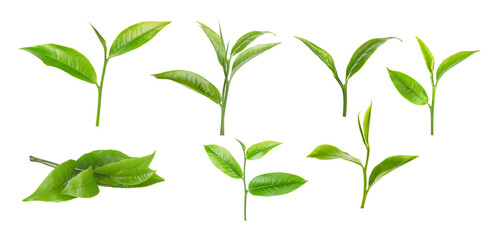 mix green tea leaves on white background