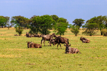 Naklejka na ściany i meble Herd of blue wildebeest (Connochaetes taurinus) in savannah in Serengeti national park in Tanzania. Great migration