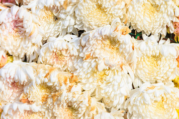 Background of the beautiful white chrysanthemum flowers