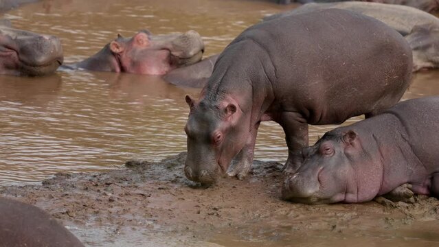 Hippopotamus in Mara river,  Masai Mara, Kenya. A common sandpiper poking a hippo can be seen for a while