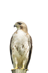 Falcon bird. isolate on white. option available PNG