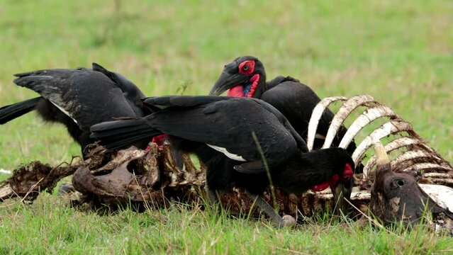 Southern ground hornbill feeding on carcass, Masai Mara