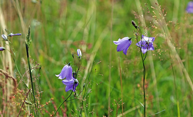 Closeup of Common Harebell flowers, Derbyshire England

